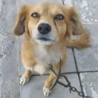 سگ پامر ماده