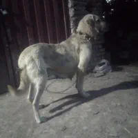 سگ ماده پژدر