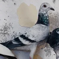 کبوتر پرنده پلاکی مسافتی سری درجه یک|پرنده|اهواز, کوی رمضان|دیوار