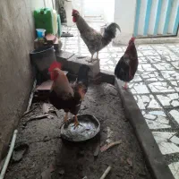 خروس محلی ارگانیک