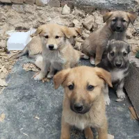 واگذاری میکس افغان و بومی