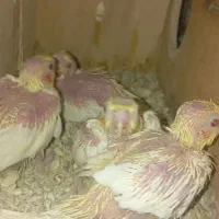 جوجه عروس هلندی سرلاکی