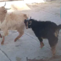 بره وبزغاله|حیوانات مزرعه|زاهدان, |دیوار