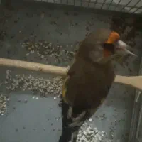 سهره دورگ معاوضه با قناری رسمی بلند سوپری نر