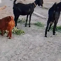 فروش بز