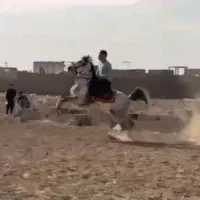اسب‌ عرب سواری دار تعزیه‌ رو