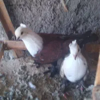 جفت کله سفید