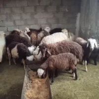 فروش میش و کره|حیوانات مزرعه|خورموج, |دیوار