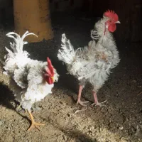 چندعددمرغ وخروس فرفری وساده درروستای گرگر