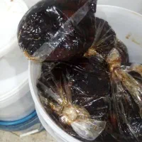 خرمای کبکاب بسته بندی شده شیره زده درجه یک|خوردنی و آشامیدنی|آبپخش, |دیوار