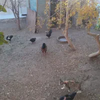 سه عدد مرغ تخم گزار بومی گزدن لخت و بومی کاکلی پرپ