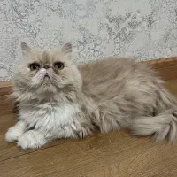 واگذاری گربه