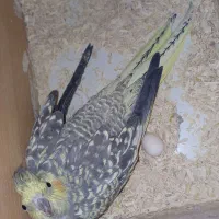 جفت عروس هلندی|پرنده|فسا, |دیوار