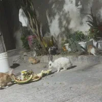 خرگوش