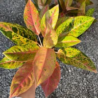 انواع گل اپارتمانی|گل و گیاه طبیعی|بابل, |دیوار