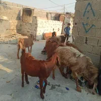 بز دسته جمعی|حیوانات مزرعه|بندر دیر, |دیوار