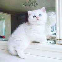 حیوانات آموزش دیده|گربه|زنجان, |دیوار