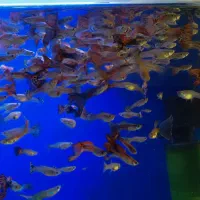 ماهی گوپی بیگ ایر