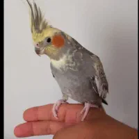 عروس هلندی ماده بالغ گلباقالی