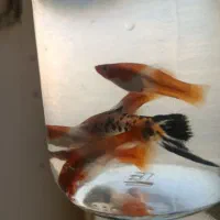 فروش ماهی گوپی نژاد های مختلف|ماهی|نیشابور, شهرآرا|دیوار