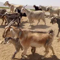 ۴۵ راس بز کهره دار