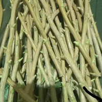 فروش ترکه تیرماهی احمداقای و اکبری