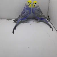 مرغ عشق رینبو رنگین کمانی با جوجه