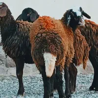 بره ماده