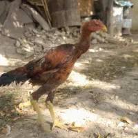 تخم نطفه دار مرغ گلین و لاری تضمینی|حیوانات مزرعه|لواسان, |دیوار