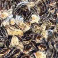 تخم نطفه دار بلدرچین و تخم خوراکی بلدرچین|حیوانات مزرعه|تربت جام, حافظ|دیوار