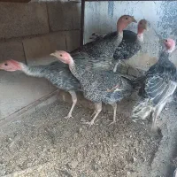 فروش بوقلمون