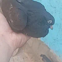 کبوترفروشی|پرنده|شهرضا, |دیوار