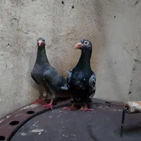 جفت کوهی دورگ