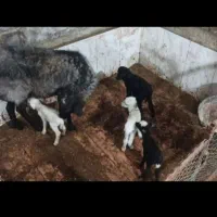 فروش میش رومانوف|حیوانات مزرعه|شیراز, شهرک بهشتی|دیوار