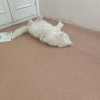 فروش یا معاوضه گربه پرشین نر یکساله دم راکنی|گربه|مشهد, نیروی هوایی|دیوار