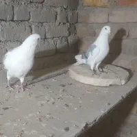 هفت المانی چهارتا نروسه تاماده|پرنده|گناباد, |دیوار