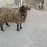 بره پرواری