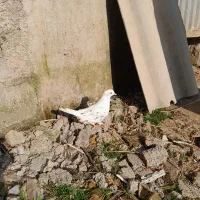 معاوظه با ۱خروس|پرنده|رشت, فرودگاه سردار جنگل رشت|دیوار