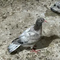 جوجه کبود هفت رنگ قزوینی