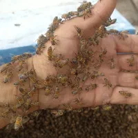 عسل طبیعی از تولید کننده بخر|خوردنی و آشامیدنی|قم, اسمعیل آباد|دیوار