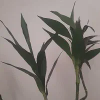 گل بامبو با گلدان چوبی