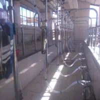 کارگر گاوداری