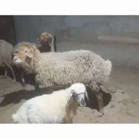 گوسفند داشتی