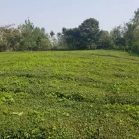 فروش-زمین-در-شمال