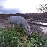 معاوضه اسب با میش