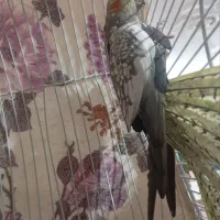 عروس هلندی نرو ماده|پرنده|مرند, |دیوار