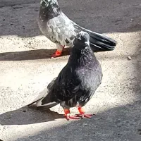 جفت قارایی دم سفید|پرنده|شهرکرد, |دیوار