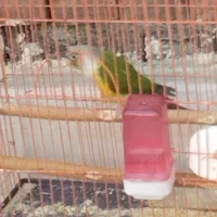 فروش پرنده