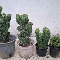 کاکتوس صخره ای