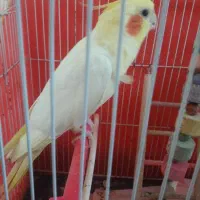 عروس هلندی نر